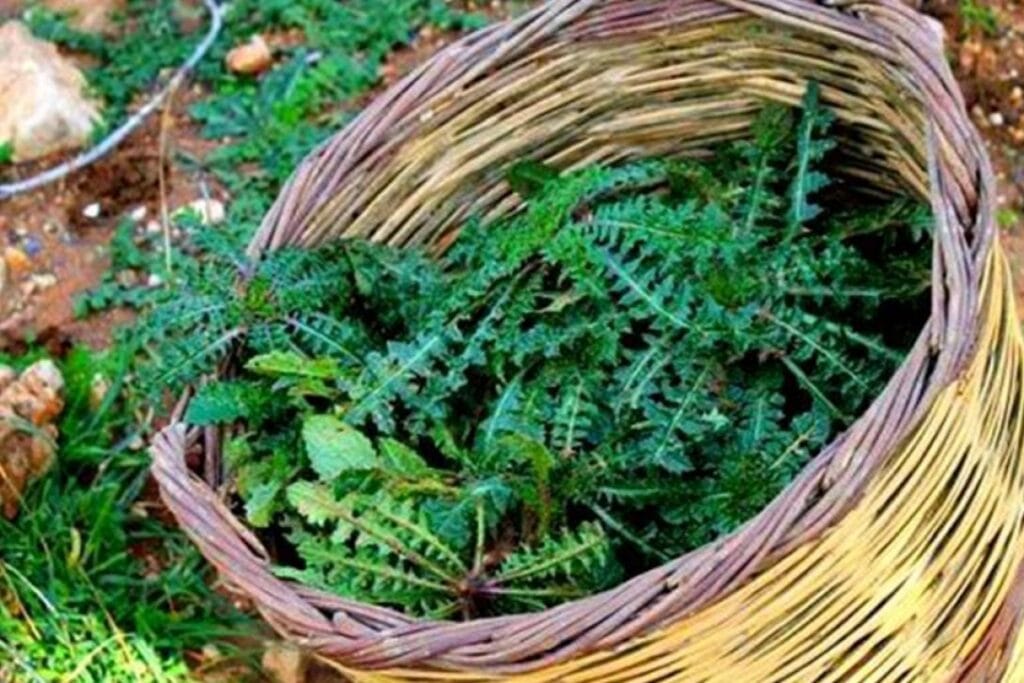 Σταμναγκαθι