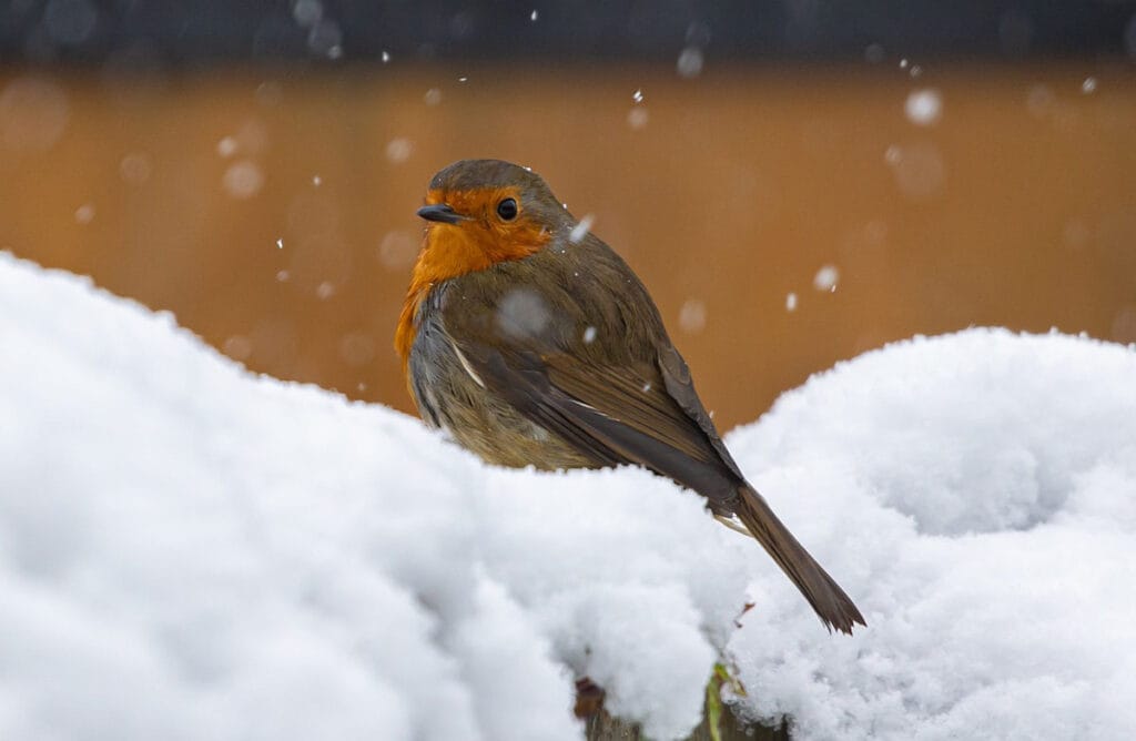 Βοηθήστε τα πουλιά να επιβιώσουν τον χειμώνα
