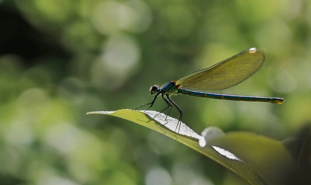 dragonfly, insect, macro, wings, dragonfly wings, winged insect, odonata, anisoptera, entomology, fauna, nature, close up, macro photography, dragonfly, dragonfly,