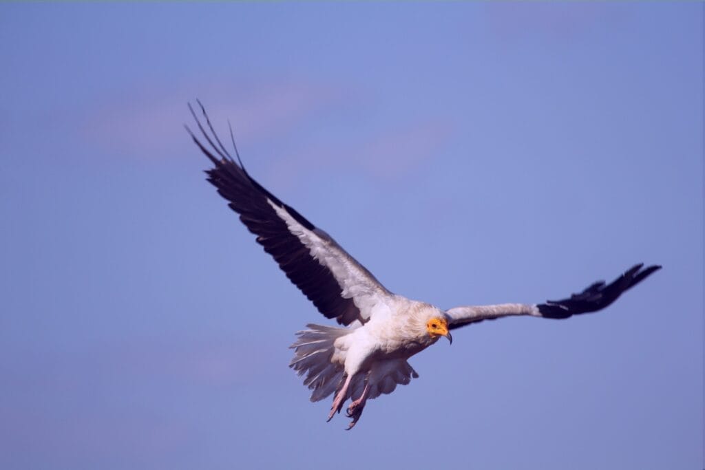 ο Ασπροπάρης (Neophron percnopterus), ο γυπαετός που επί αιώνες υπήρξε σύμβολο σοφίας, καθαρής δύναμης