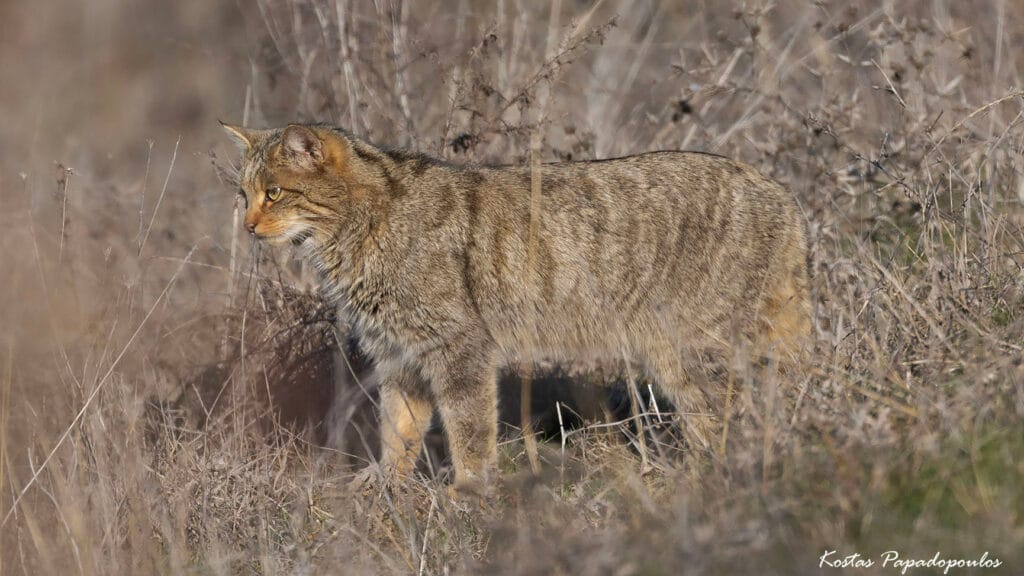 Μια εξαιρετικά σπάνια και συναρπαστική παρατήρηση καταγράφηκε πρόσφατα στη Λίμνη Κερκίνη: ο αγριόγατος