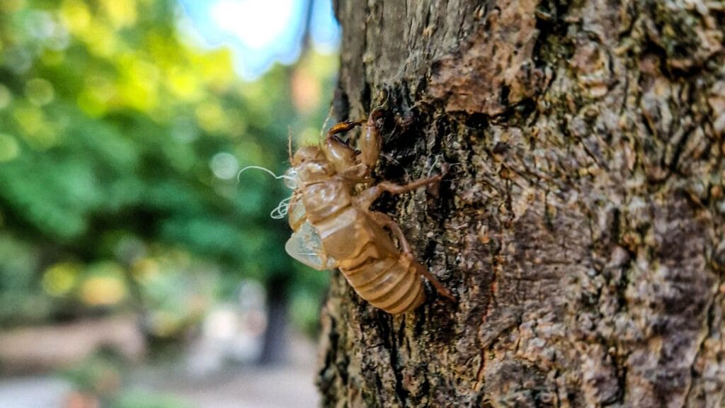 Το Συναρπαστικό Ταξίδι των Τζιτζικιών