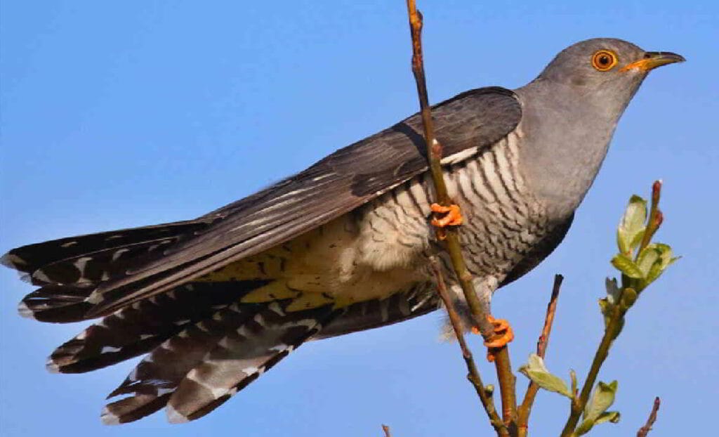 υπάρχει ένα είδος που έχει εξελίξει μια μοναδική τακτική επιβίωσης: ο κοινός κούκος (Cuculus canorus