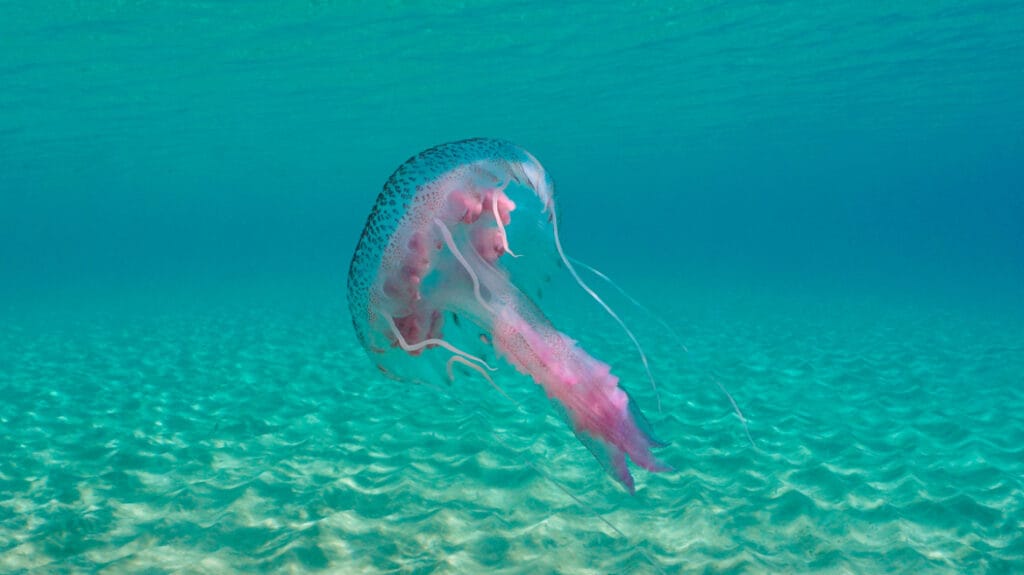 Μωβ μέδουσες: Εξαπλώνονται στις ελληνικές θάλασσες – Πότε είναι επικίνδυνο το τσίμπημά τους, οι οδηγίες του ΕΟΔΥ