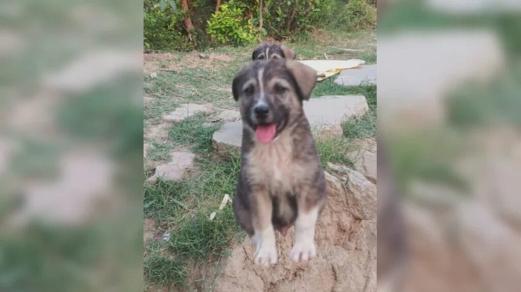 Σκύλος 5 Μηνών Έσωσε 67 Ανθρώπους στην Ινδία