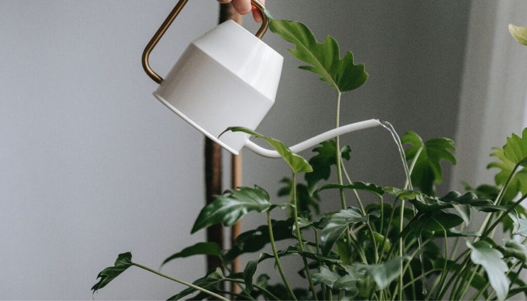 Ένα φυτό που δείχνει εξαντλημένο, δεν σημαίνει απαραίτητα ότι έχει πεθάνει.