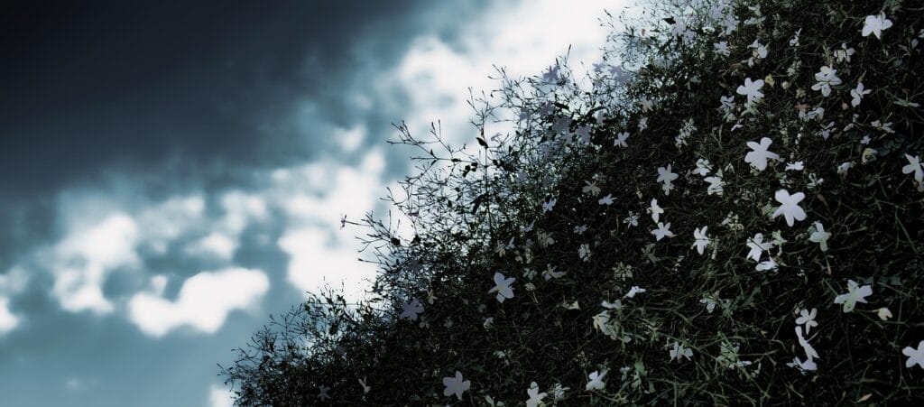 jasmine, heaven, nature, the clouds, jasmine, jasmine, jasmine, jasmine, jasmine