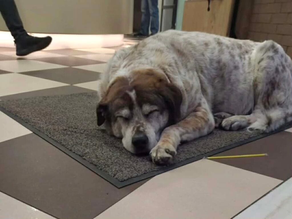 Ο Τάσος γίνεται σύμβολο στη Χαλκίδα