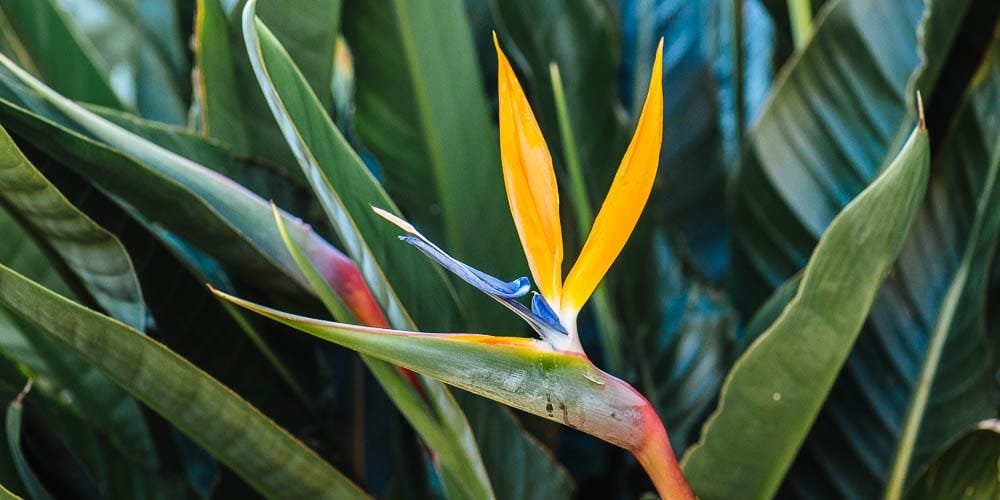 9 μυστικά για τη Στρελίτσια