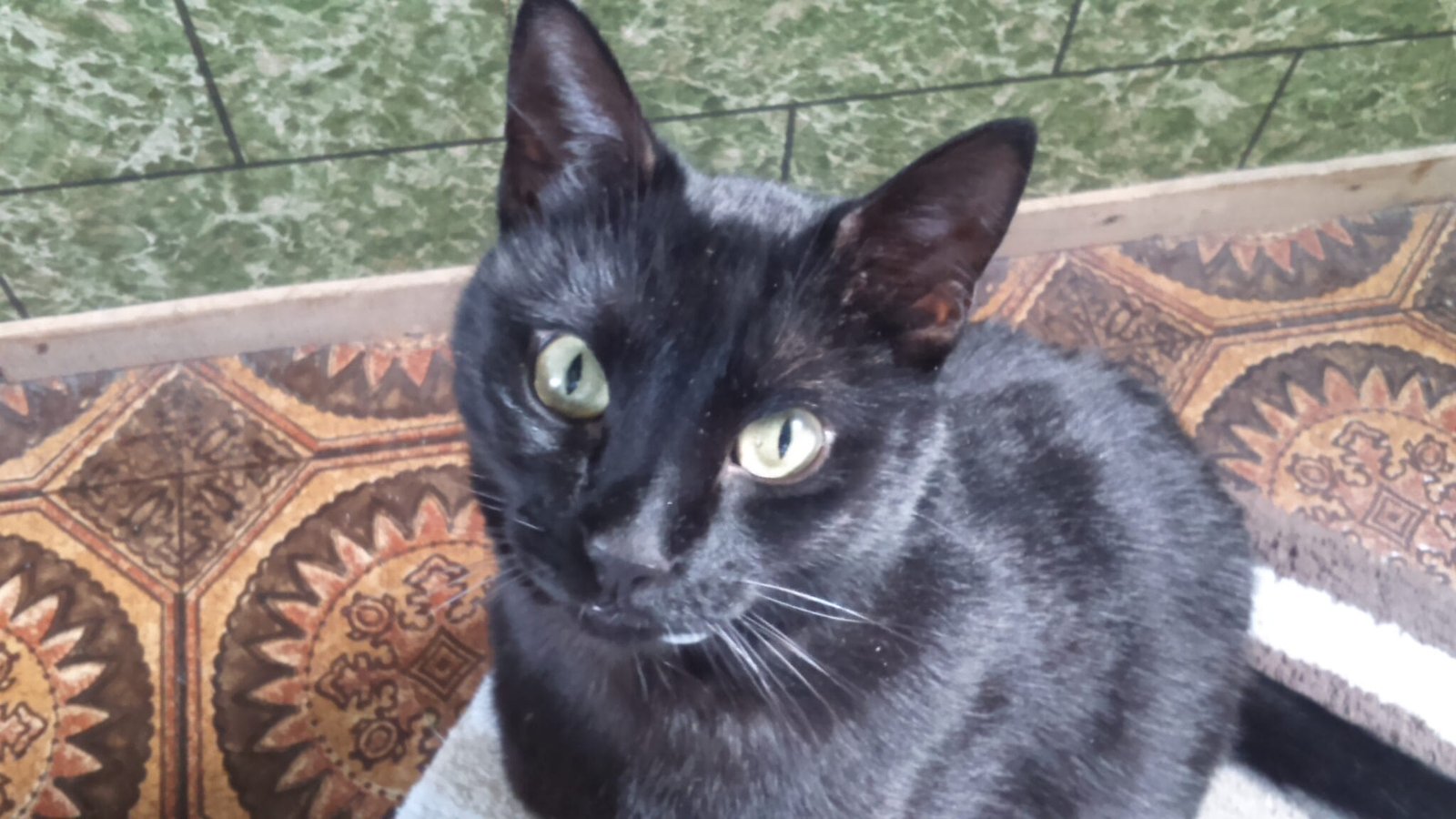 5 λόγοι που η γάτα σας σταμάτησε να κοιμάται μαζί σας