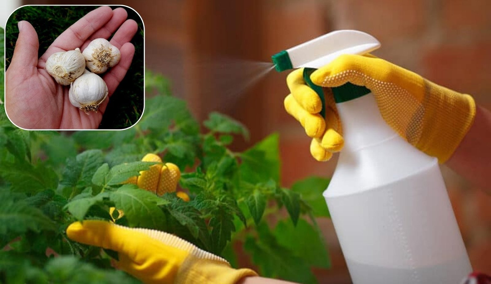 Σκόρδο στα φυτά: Φυσική προστασία