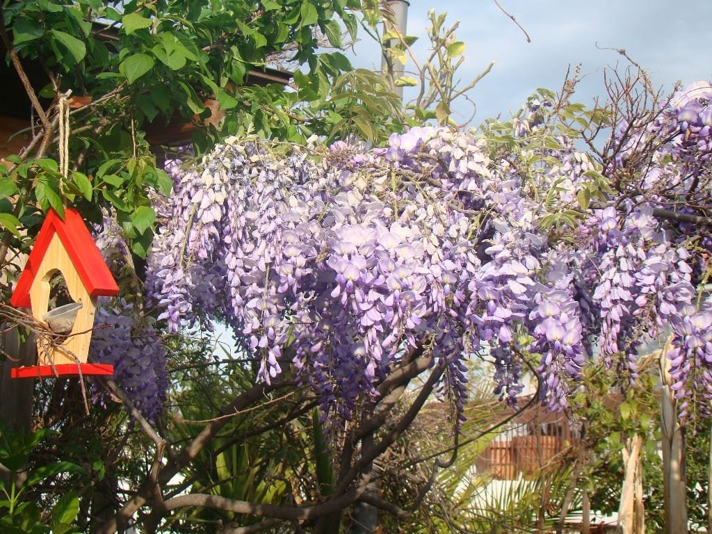 Απρίλιος – Ο μήνας που ζωντανεύει ο κήπος