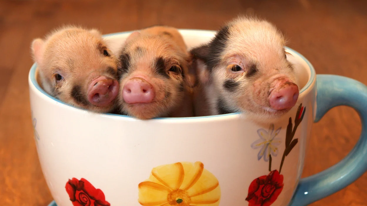 Teacup pigs: Η αλήθεια